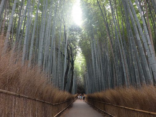 Il bosco di bambù di Arashiyama - foto Blue Lama